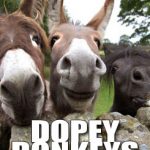 Dopey Donkeys